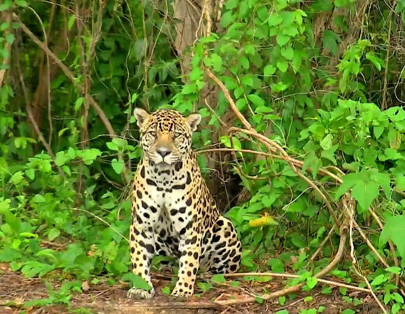 Artwork for Deocleciano’s Substack: O dia que der na telha e o que vier.