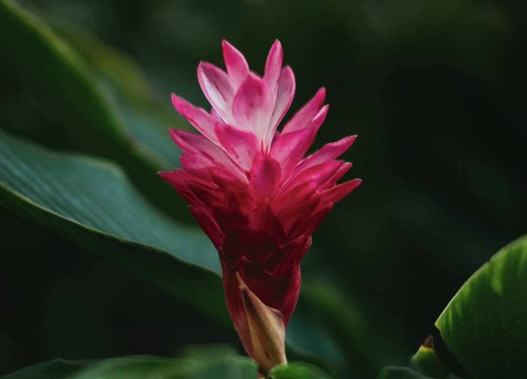 A pink flower with green leaves in the background A pink flower with green leaves in the background