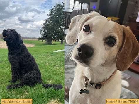 Photos of dogs and their names and owners' substack handles