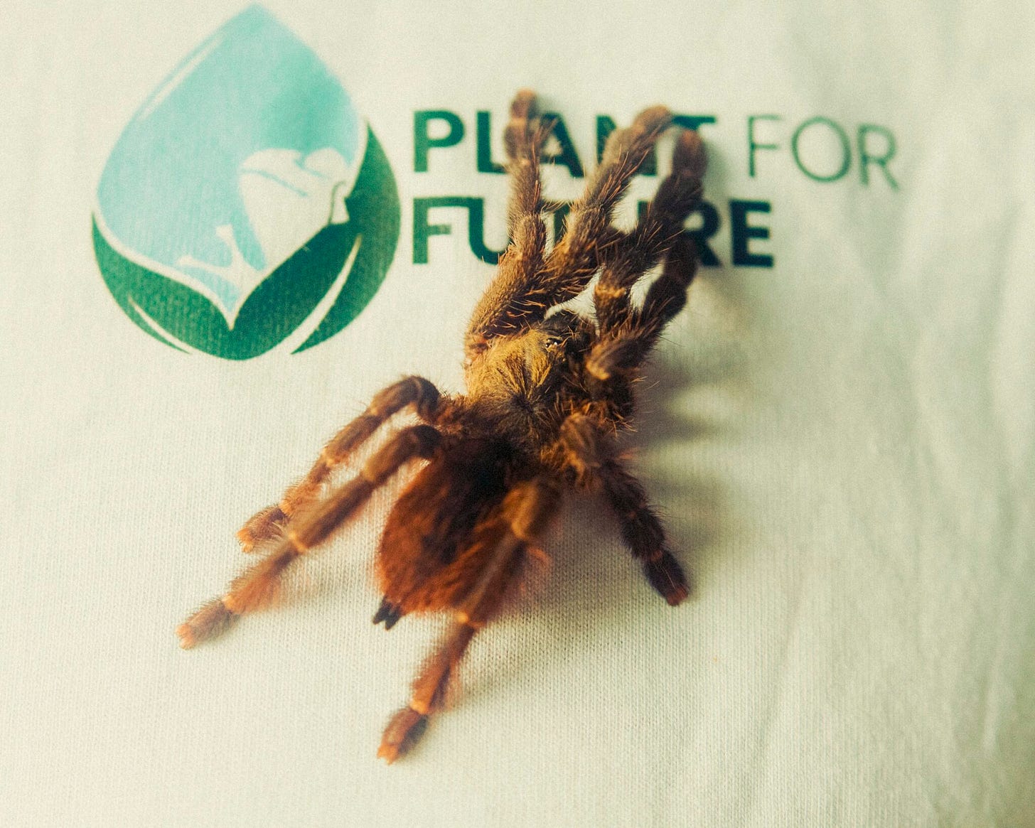 Plants for Future Rostock Marteria. Große Spinne auf Logo