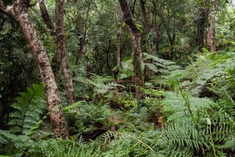 Dense tree ferns in a rainforest