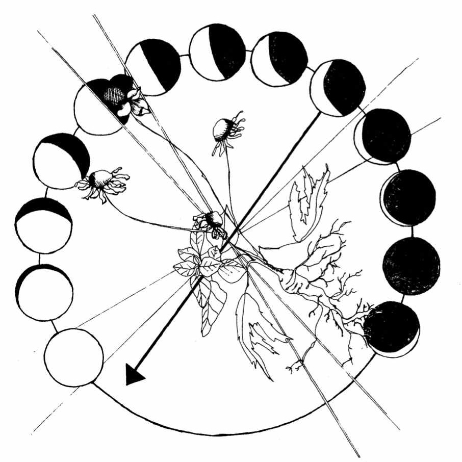 Brittany Wood Nickerson 