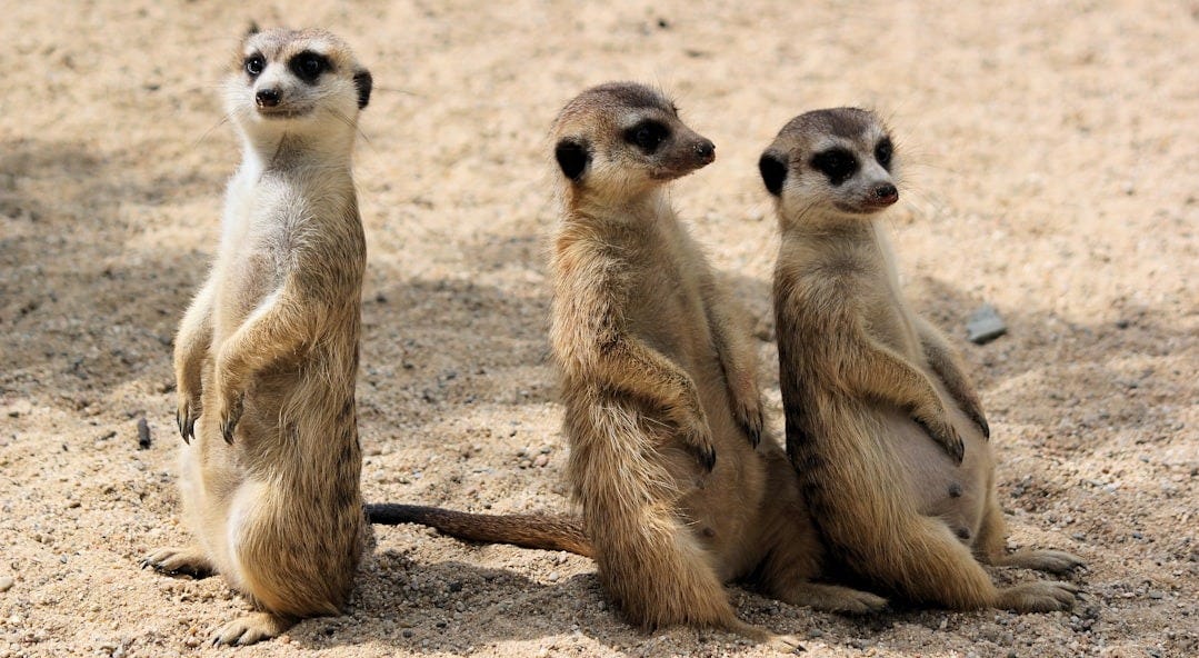 three animals on sand during daytime