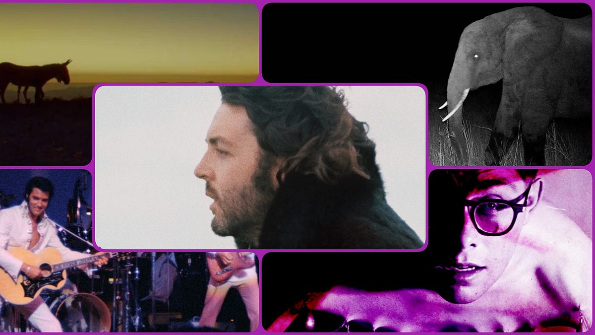 This Week In Documentary - Man On The Run & Ghost Elephants - Nonfics