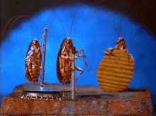 Bed Bugs GIFs | Tenor Bed Bugs GIFs | Tenor