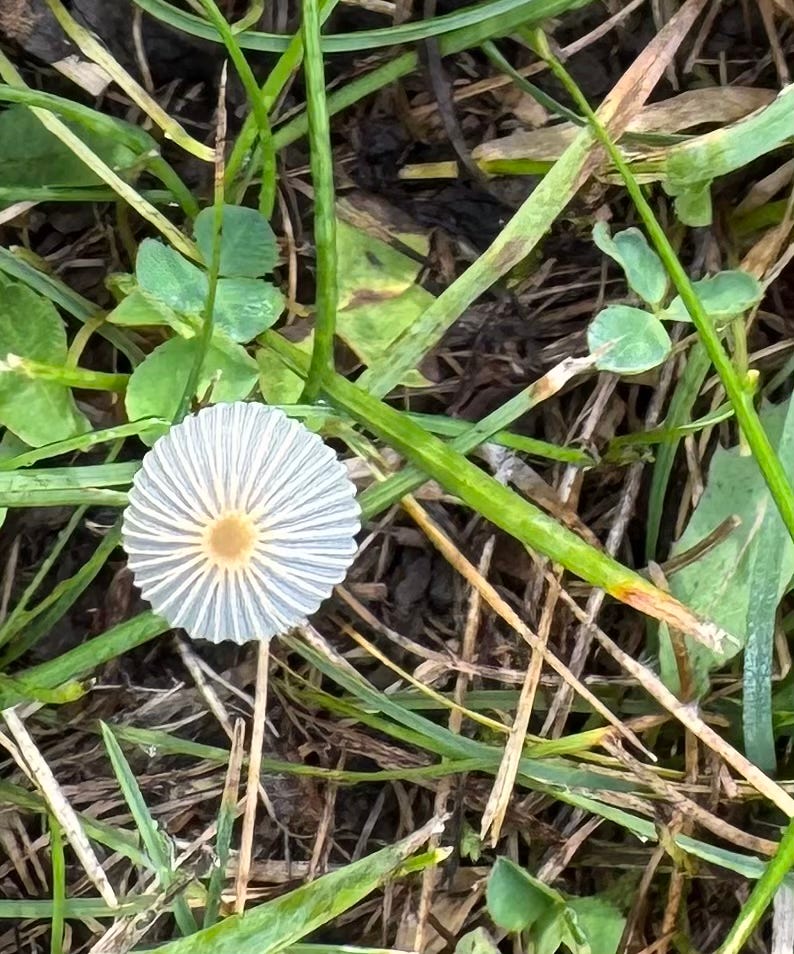 Close-up of a white mushroom with stripes like spokes on a wheel