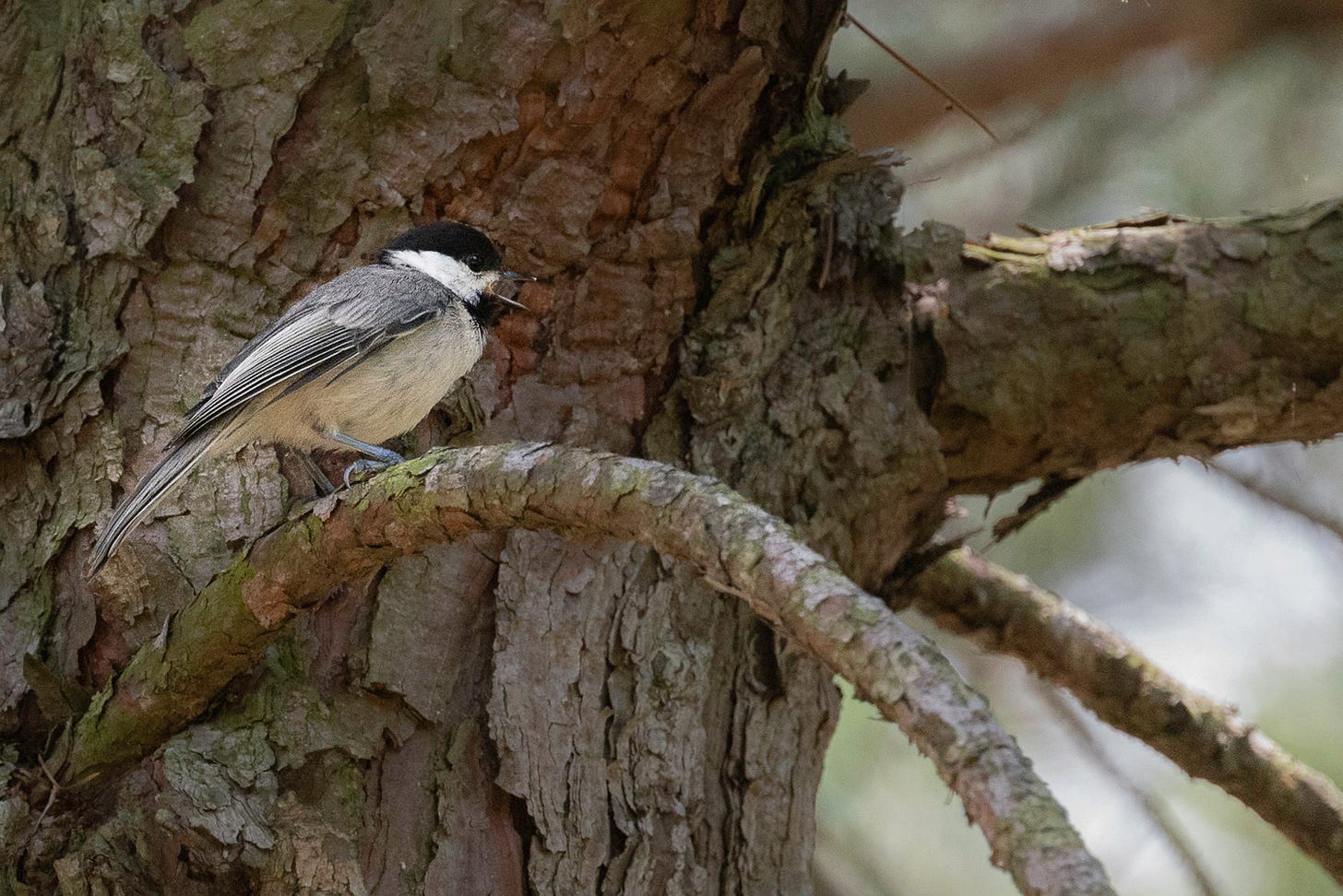 A black and whiteThis tiny, approachable bird has a short neck and large head, giving it a distinctive spherical body shape. Its tail is fairly long and narrow sitting on the branch of a pine tree