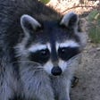 Raccoon Mama's avatar