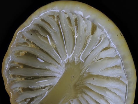 Yellow Gliophorus sp. with insect chilling on a gill
