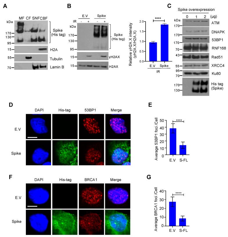 An external file that holds a picture, illustration, etc.
Object name is viruses-13-02056-g003.jpg An external file that holds a picture, illustration, etc.
Object name is viruses-13-02056-g003.jpg