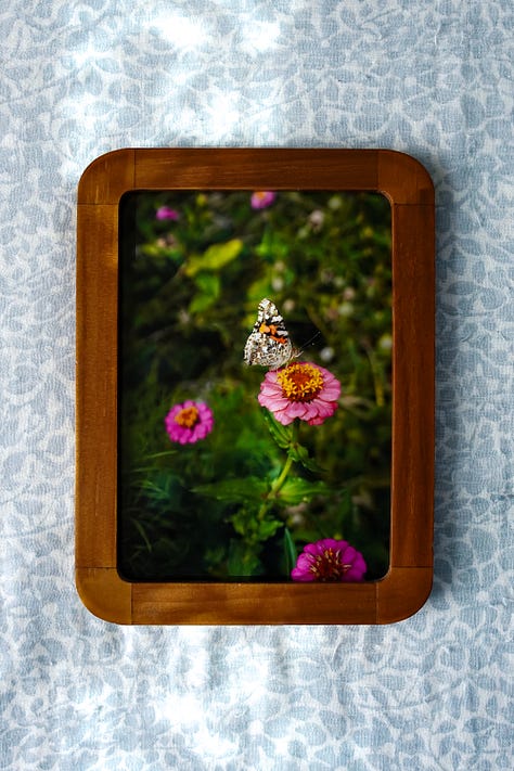 a variety of framed prints taken in the garden