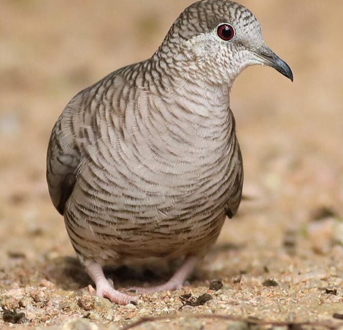 https://www.allaboutbirds.org/guide/Inca_Dove/overview