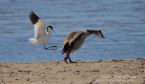 Comedy Wildlife Photography Awards 2023