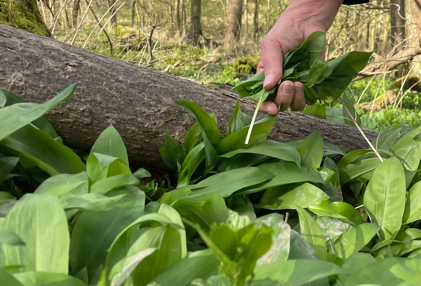 Picking wild garlic