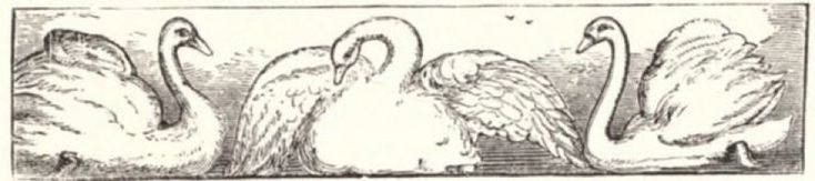 This may contain: three swans are standing next to each other