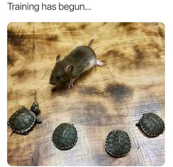 TMNT Begins meme
