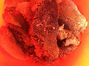 The honey takes on an orange hue from the Home Depot bucket. The honey takes on an orange hue from the Home Depot bucket.