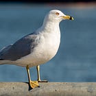 I Met a Ring-Billed Gull