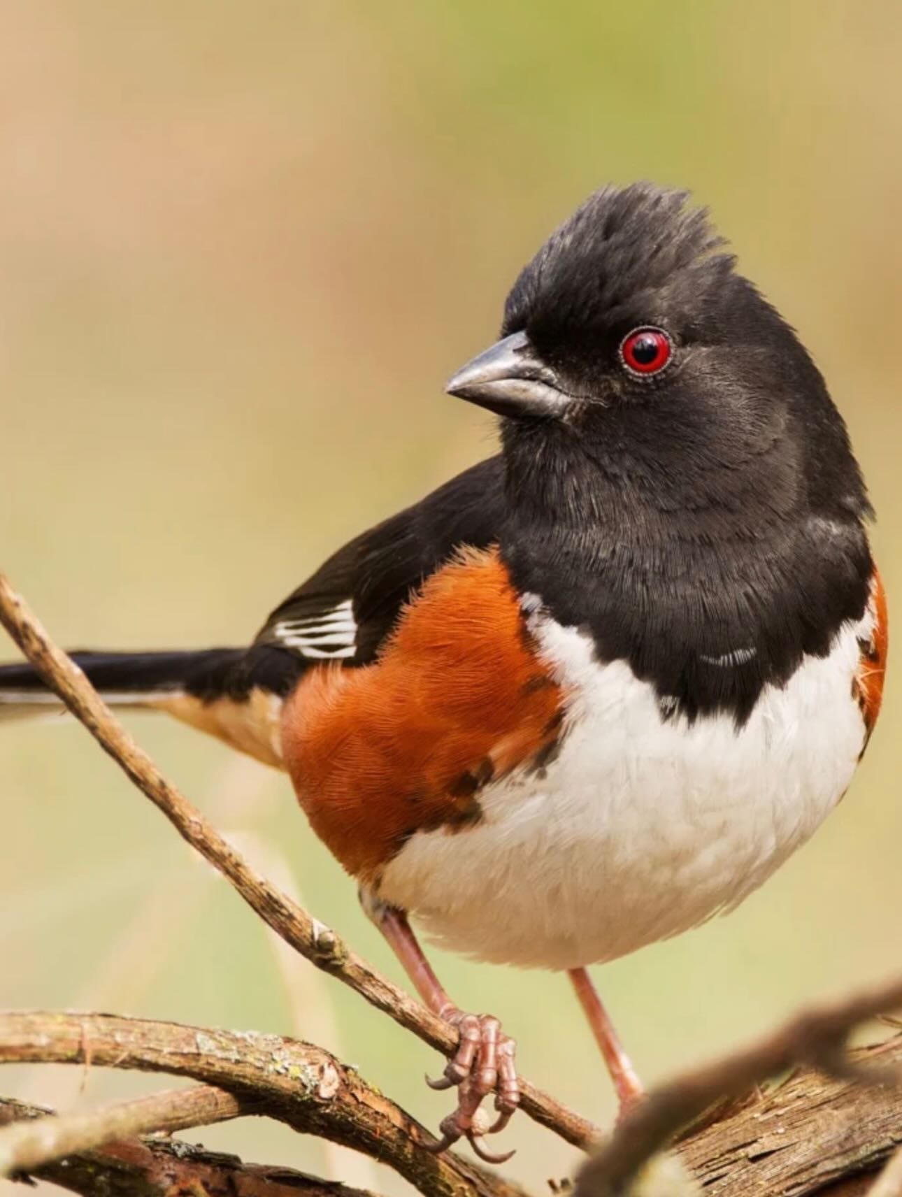 May be an image of bird May be an image of bird