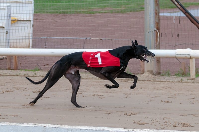 Racing greyhound Dorotas Wildcat. Photo via Wikimedia Commons Racing greyhound Dorotas Wildcat. Photo via Wikimedia Commons