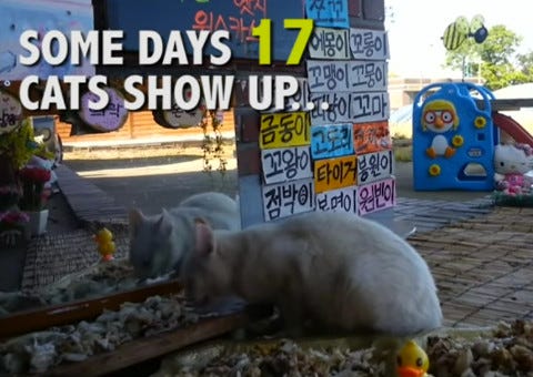 Cats Meok Bang Cats Meok Bang