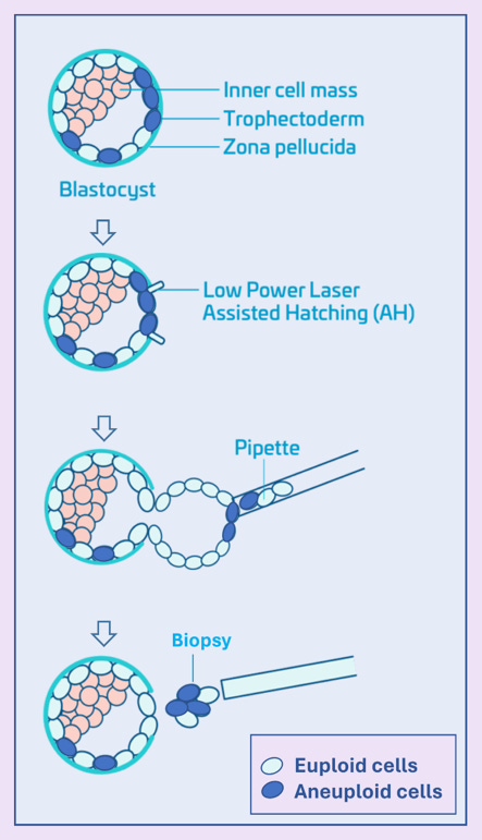 A diagram of a cell division

Description automatically generated