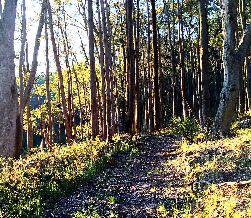 Image of a rough track through a winding forest path around a hill.