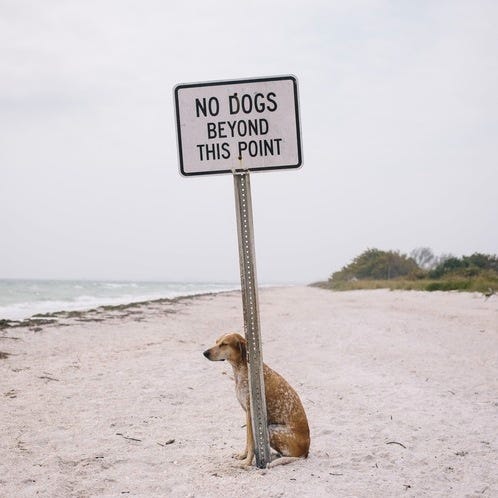 No Dogs Beyond This Point