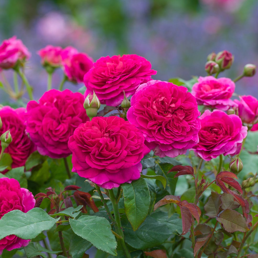 The 'English' rose - by Ailsa Francis