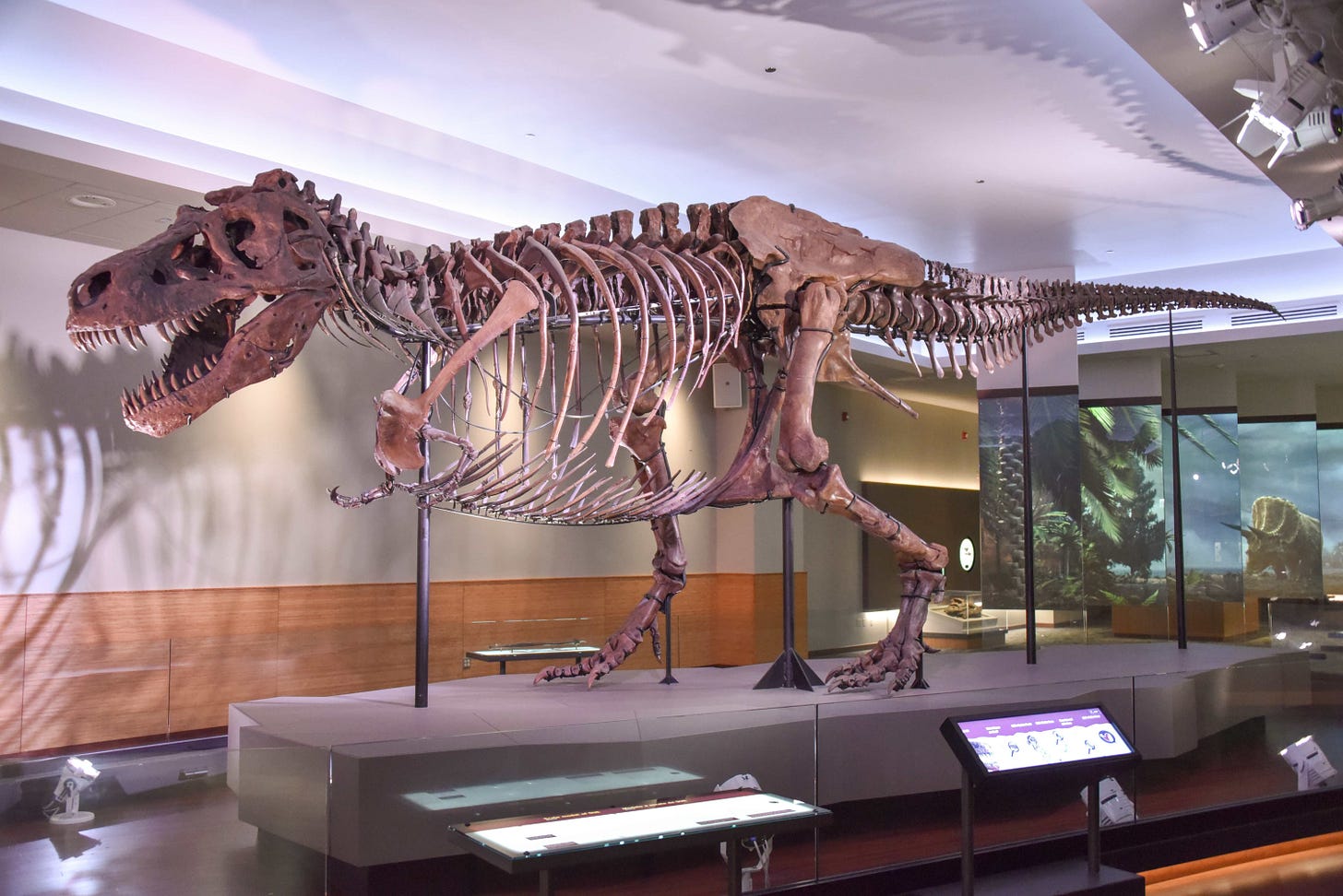 Sue (dinosaur) - Wikipedia