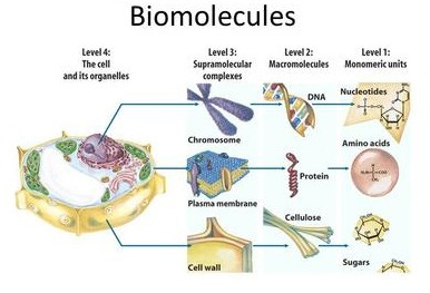 BIOMOLECULES. - ppt video online download