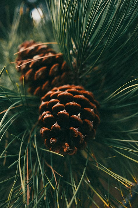 Tyler Knott Gregson fuji photographs of life in Montana