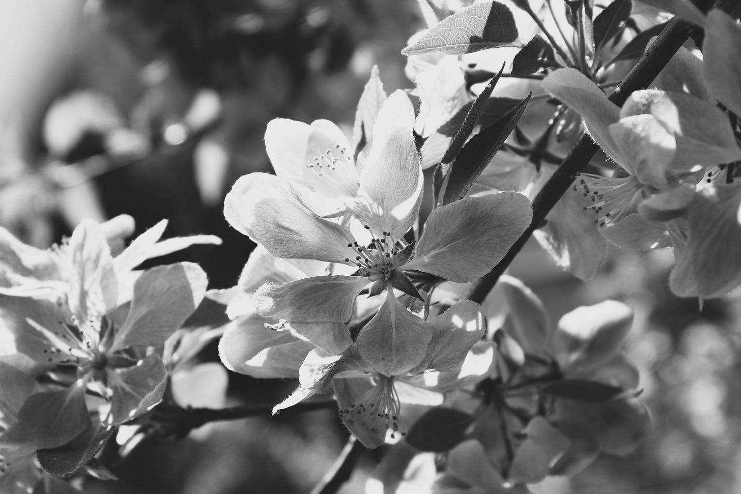 Black and white close-up of blooming flowers on a branch, highlighting petal texture and natural contrast.