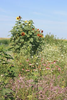 those are some proud looking sunflowers!