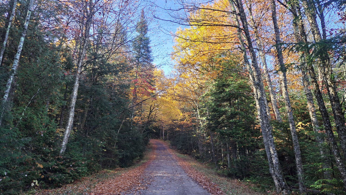 Autumn color on tress along a dirt road that leads to Moose Pond
