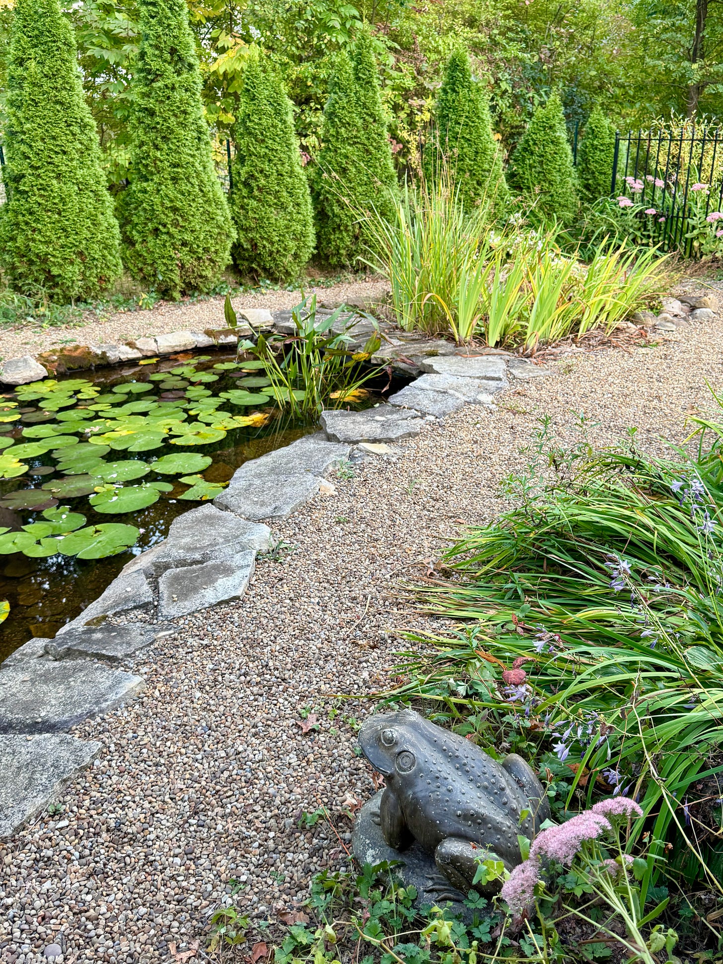 The king of the frogs presiding over his domain. There has been a dragonfly over the pond guarding her babies also, so enter this kingdom at your own risk.