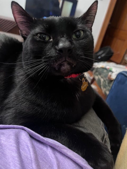 large black cat with green eyes and a satisfied expression sits in OP's lap on her couch. large black cat with green eyes and a satisfied expression sits in OP's lap on her couch.