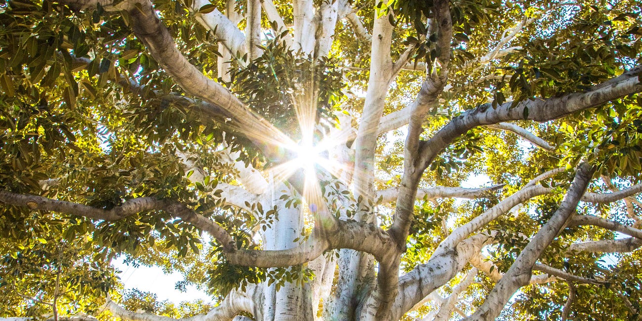 Trees, angels