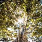 Trees, angels