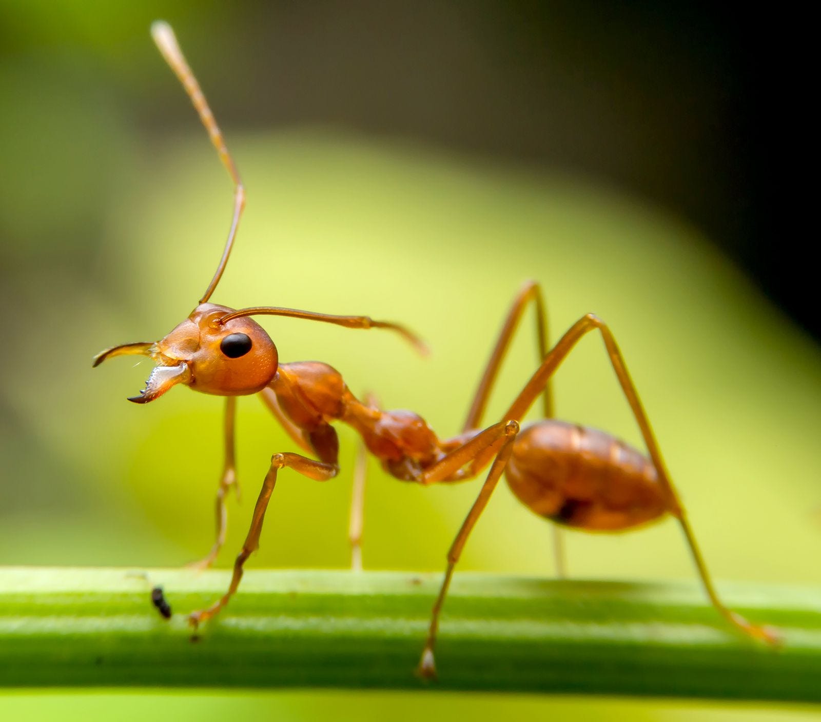 The Ant Colony - by Adam Neil - Giard & Co