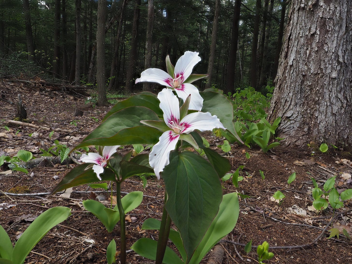 Painted Trillium