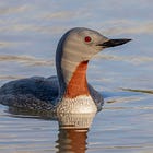 "Diving seabird numbers plunge 90pc near offshore wind farms" by Joe Pinkstone