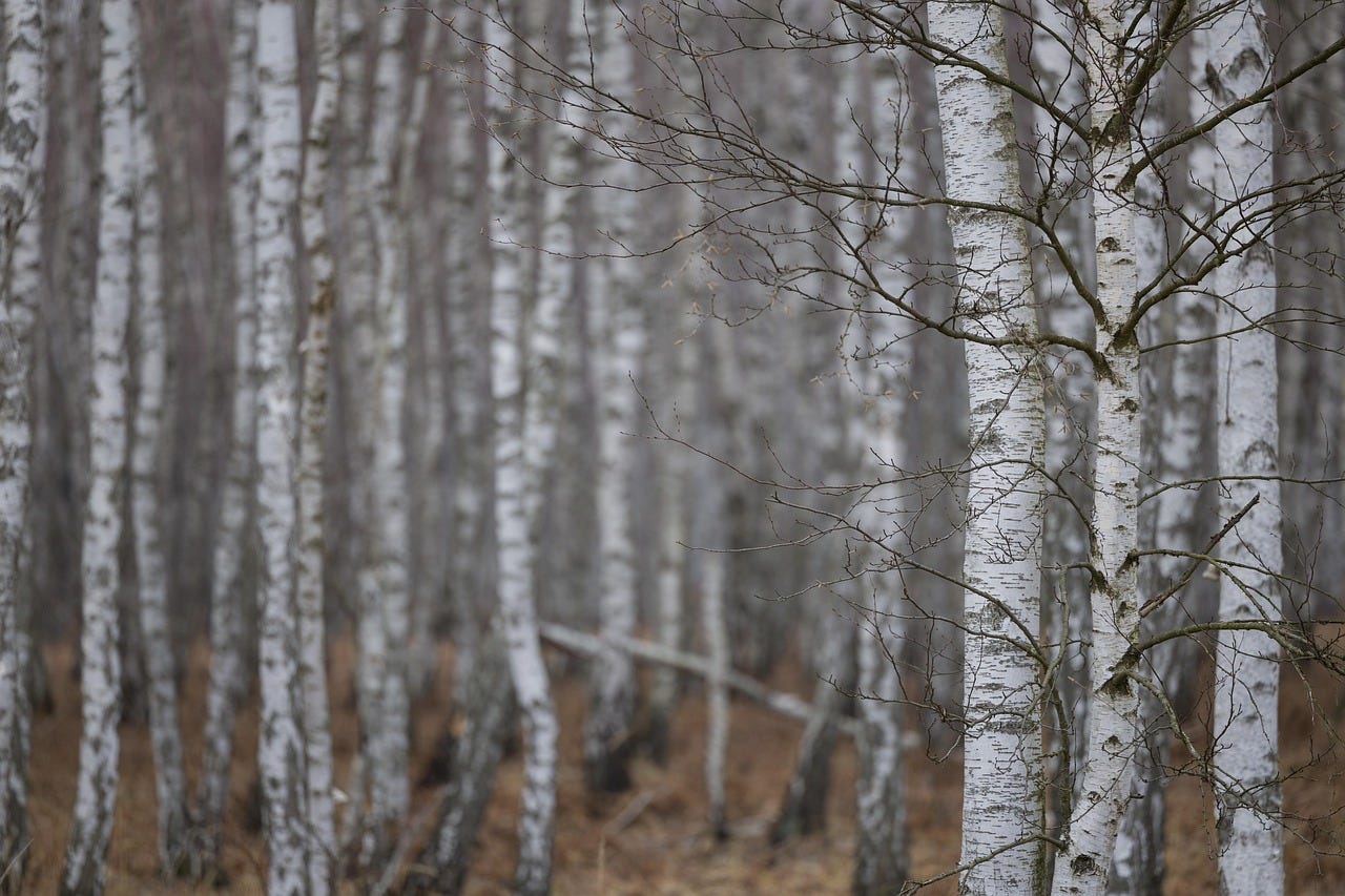 Bosco di betulle