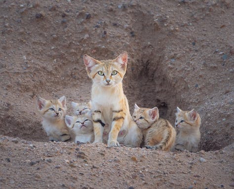 Desert cat and her kittens emerging from their den