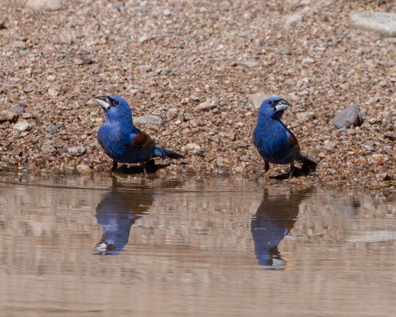20250710-SantaGertrudis-131-Edit.jpg 20250710-SantaGertrudis-131-Edit.jpg