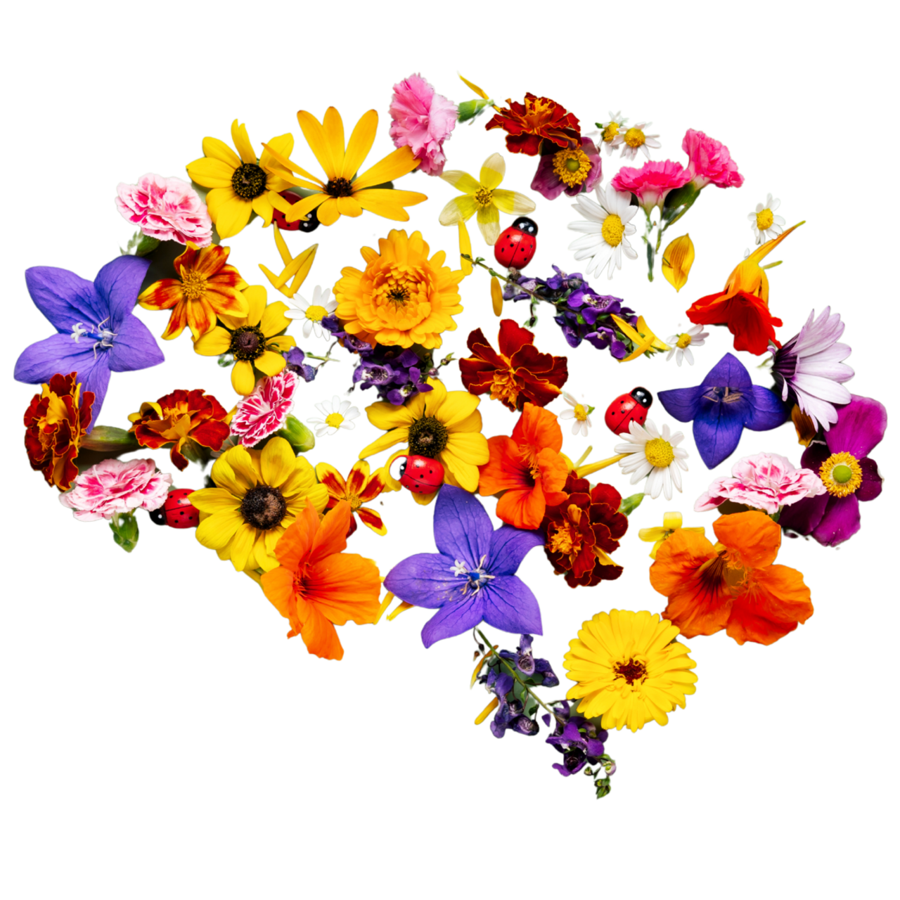 MY FERTILE BRAIN 