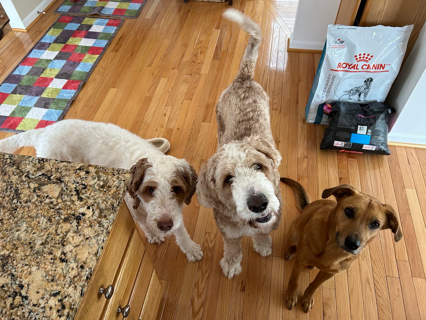 AboLucy, August, and Honey look at the camera
