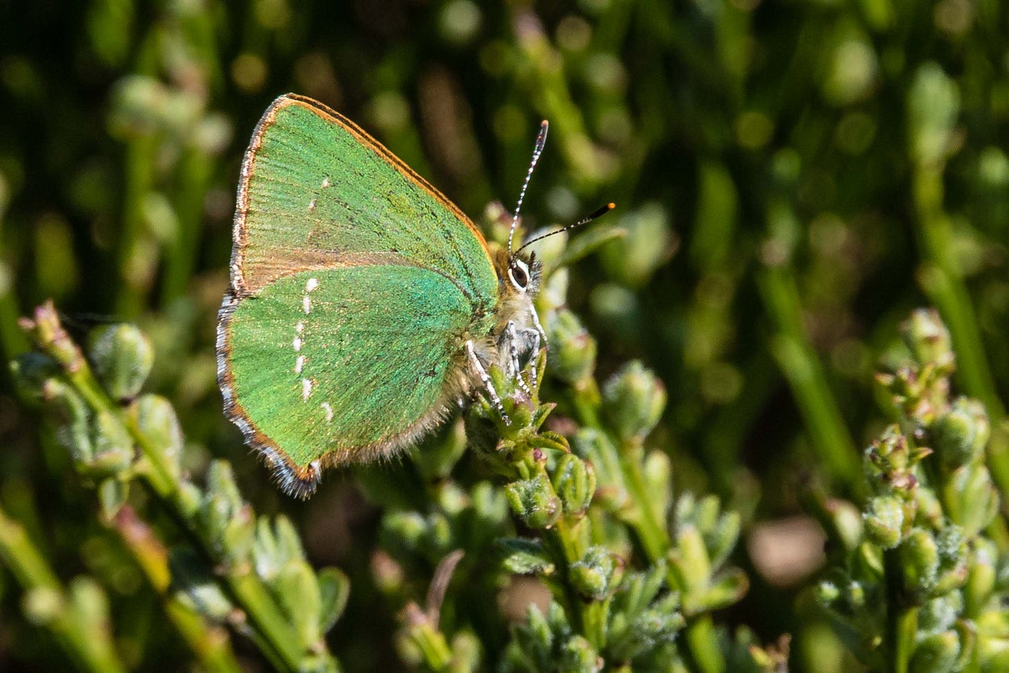 Green hairstreak butterfly © Felicity Martin
