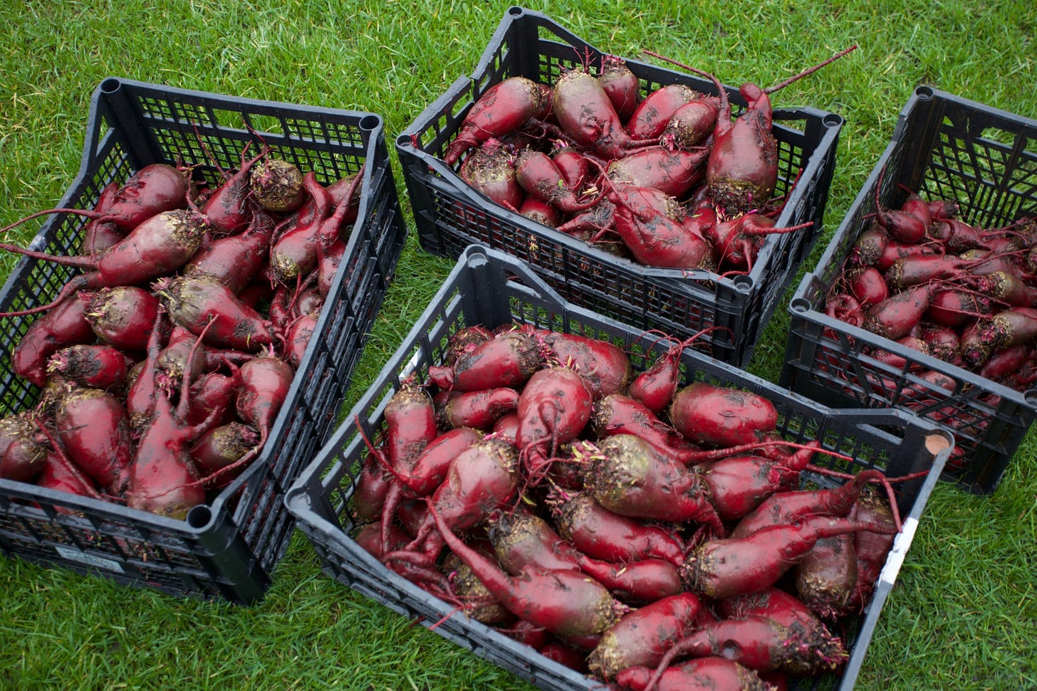 All this from 7 m² of bed, and there's 47 kg here of no dig beetroot All this from 7 m² of bed, and there's 47 kg here of no dig beetroot
