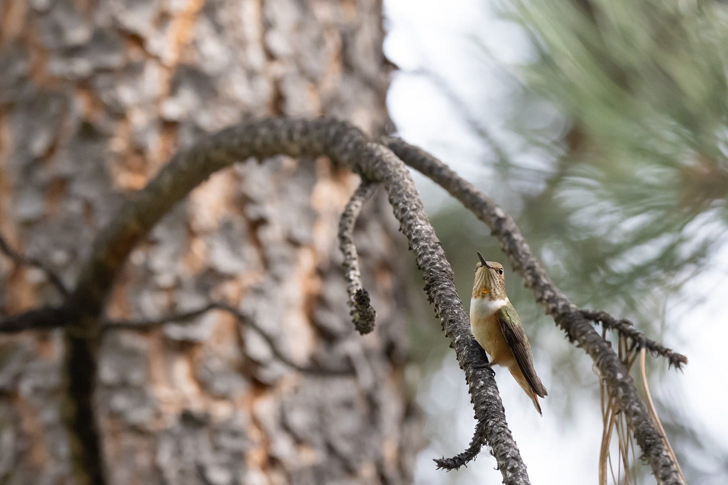 Female Rufous hummingbird waiting her turn for the feeder